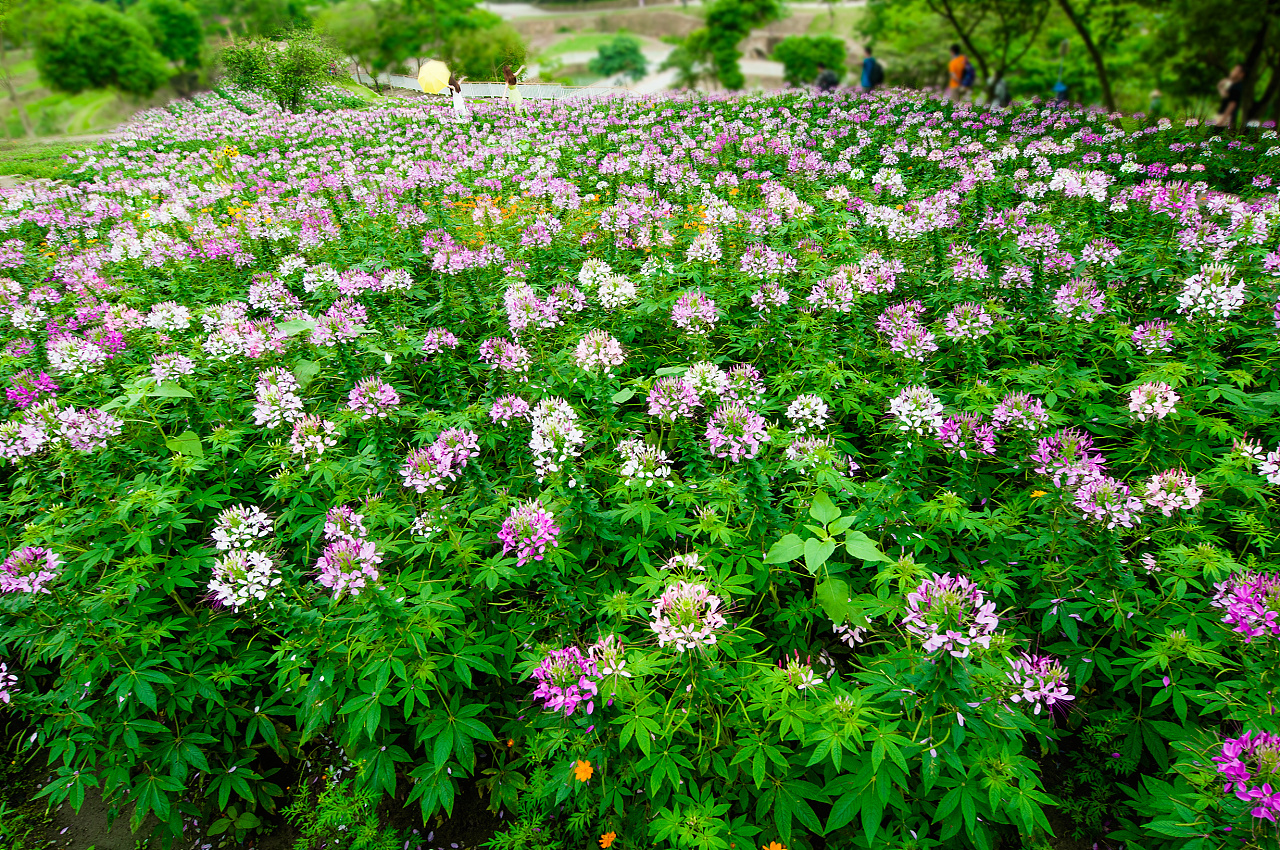 花海