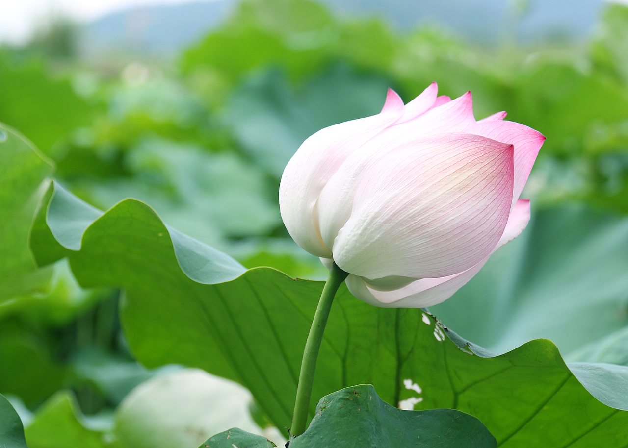 接天莲叶无穷碧，映日荷花别样红