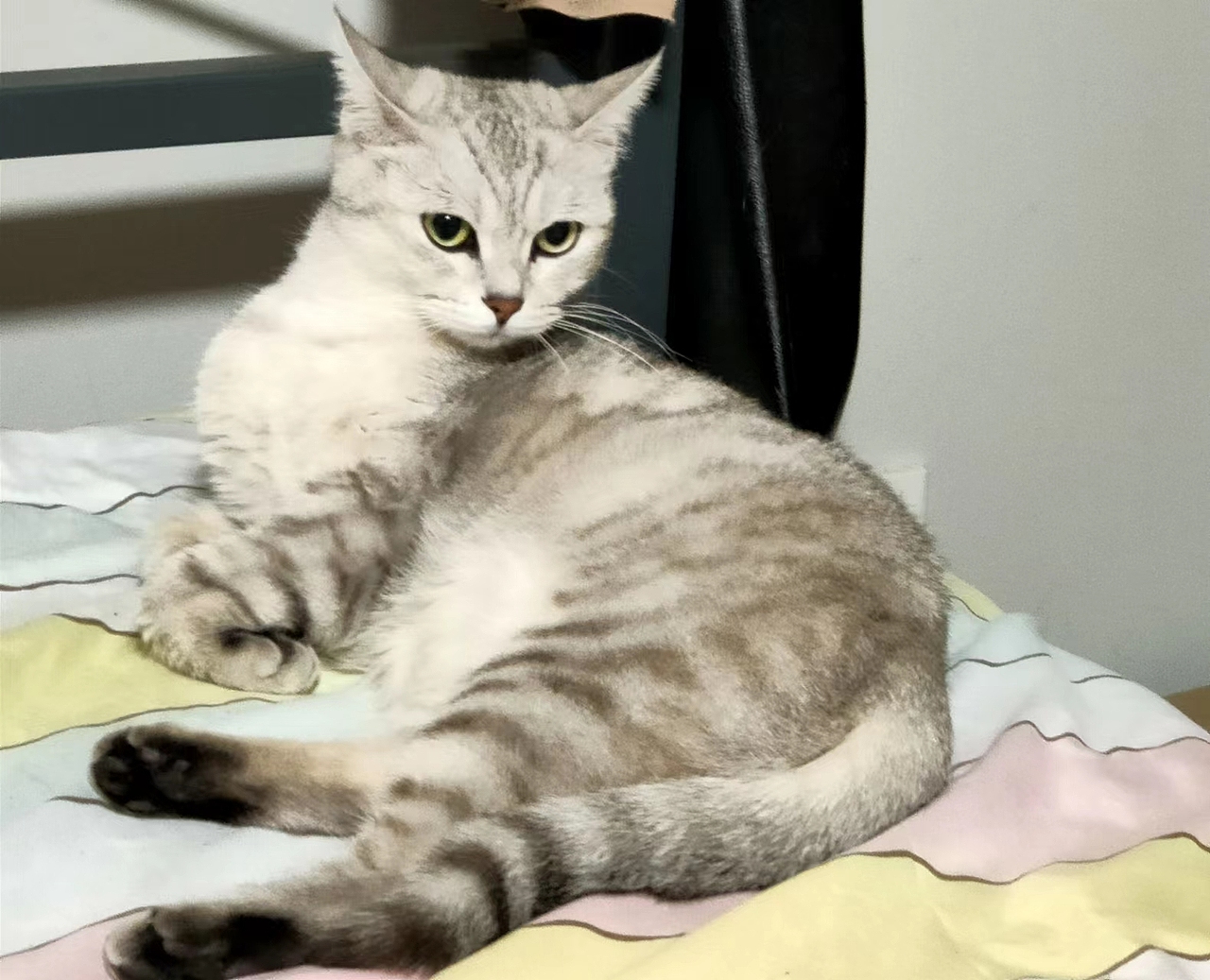 萬物皆有靈性（圖ZMzE0Mzk1MTk2） - 寵物攝影 - 站酷設(shè)計(jì)師大大大大力原創(chuàng)素材 - 站酷ZCOOL