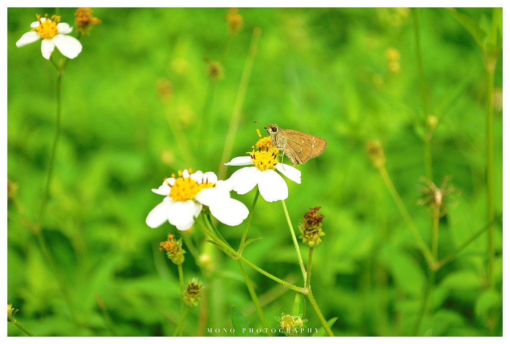 草丛中的小精灵