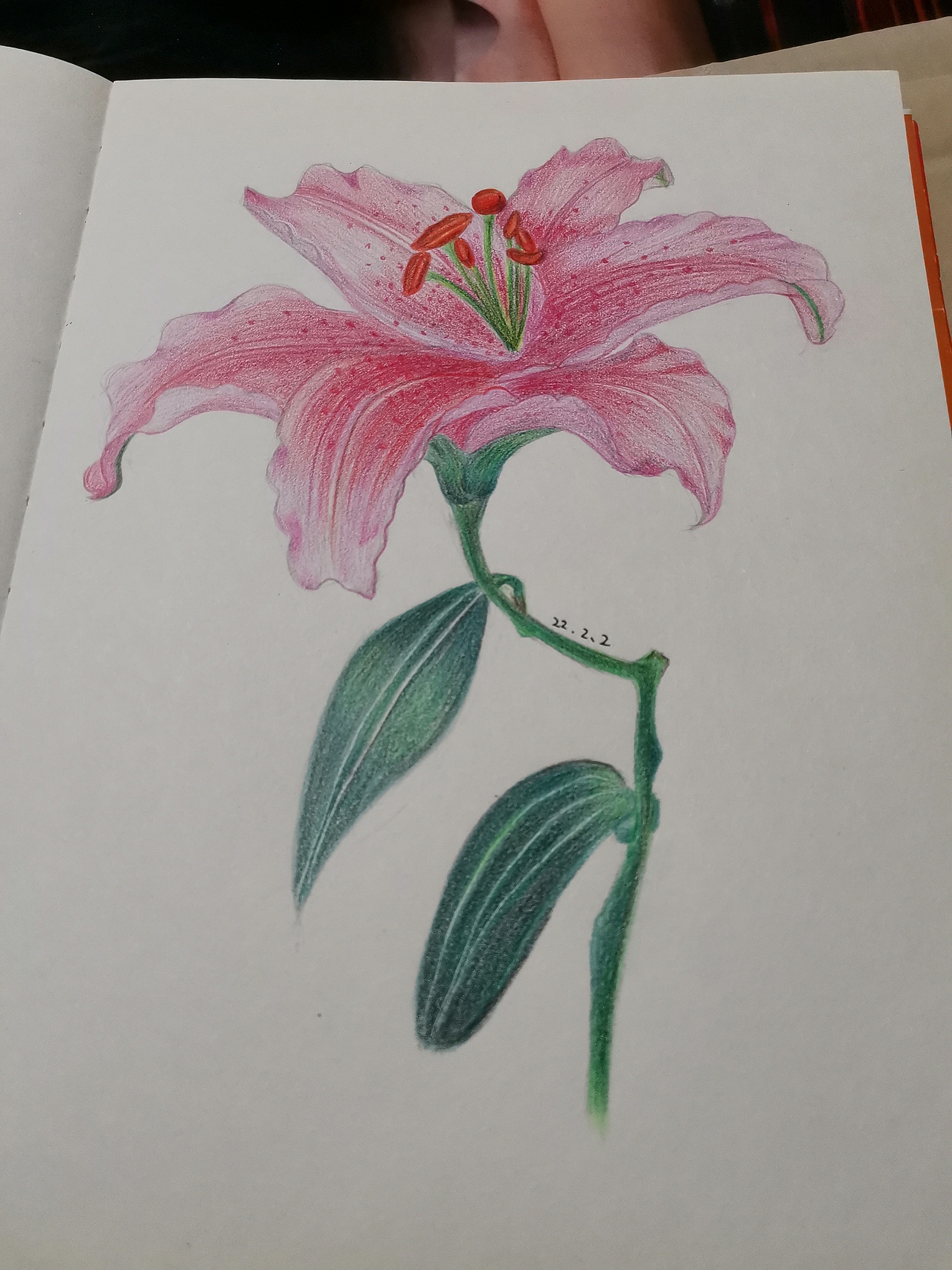 彩铅画临摹——百合