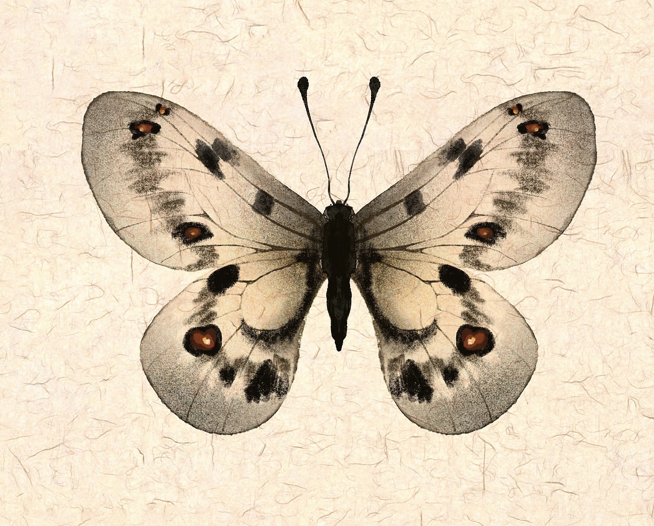 蝴蝶图鉴（图ZMjk4NDc3NDIw） - 艺术插画 - 站酷设计师惠小小象原创素材 - 站酷ZCOOL