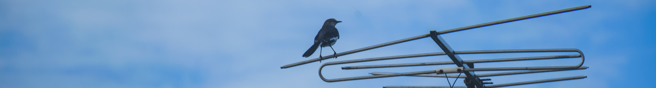 会设计的招财猫的个人主页（封面预览） - 主页封面设置 - 站酷设计师会设计的招财猫原创素材 - 站酷ZCOOL