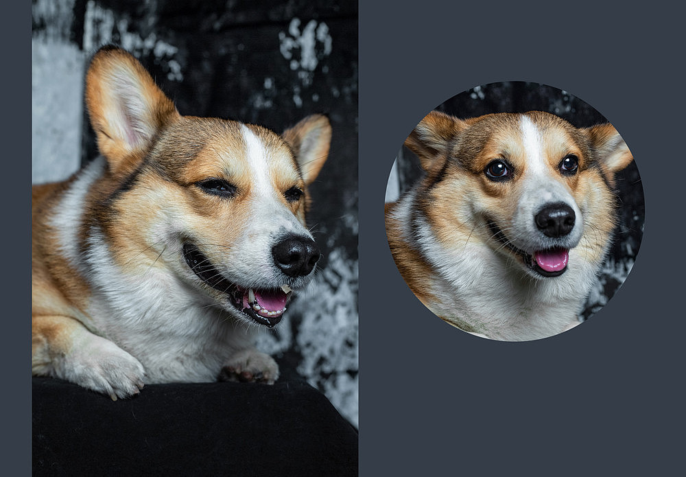 柯基可骑四岁生日纪念照片（图ZMTk5OTE0ODY4） - 宠物摄影 - 站酷设计师佳佳与可骑原创素材 - 站酷ZCOOL