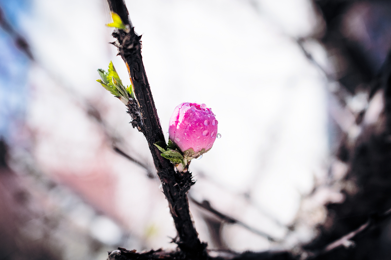 人间四月花漫天