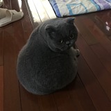 VAN事如意的头像