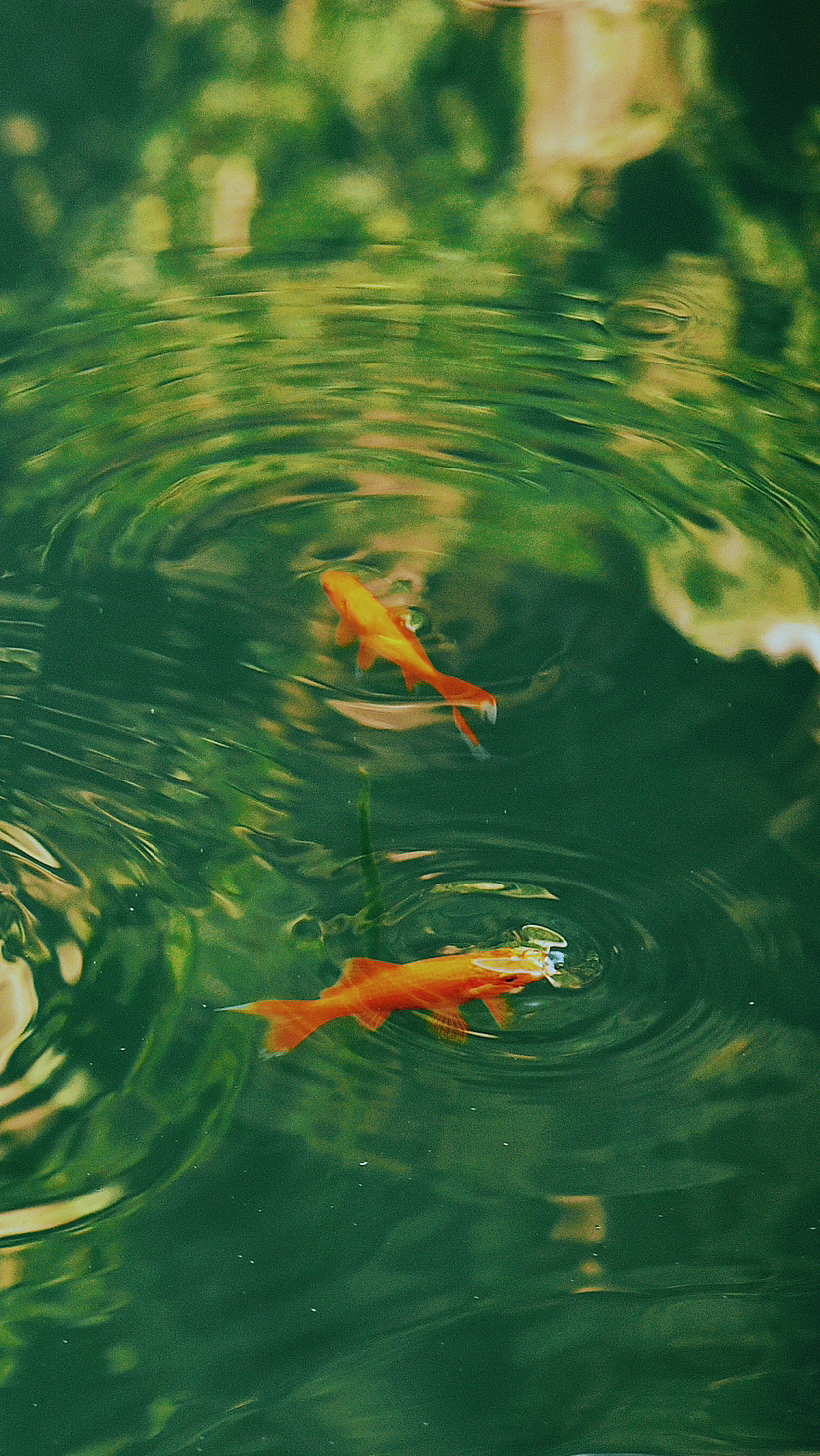 鱼之乐 ｜东方意境摄影（图ZMzQxMTIzMzEy） - 宠物摄影 - 站酷设计师安小隅原创素材 - 站酷ZCOOL