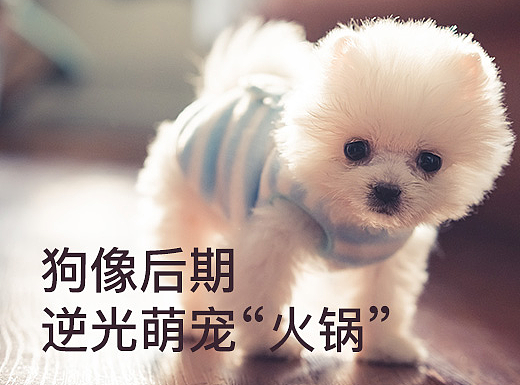 狗像后期：逆光萌宠“火锅”