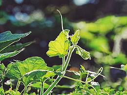 iphone 拍的照片（2）