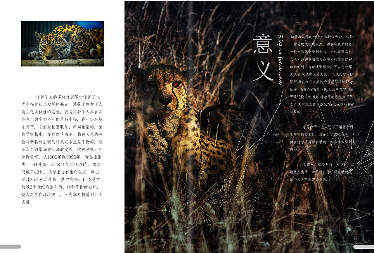 保护野生动物 公益宣传画册
