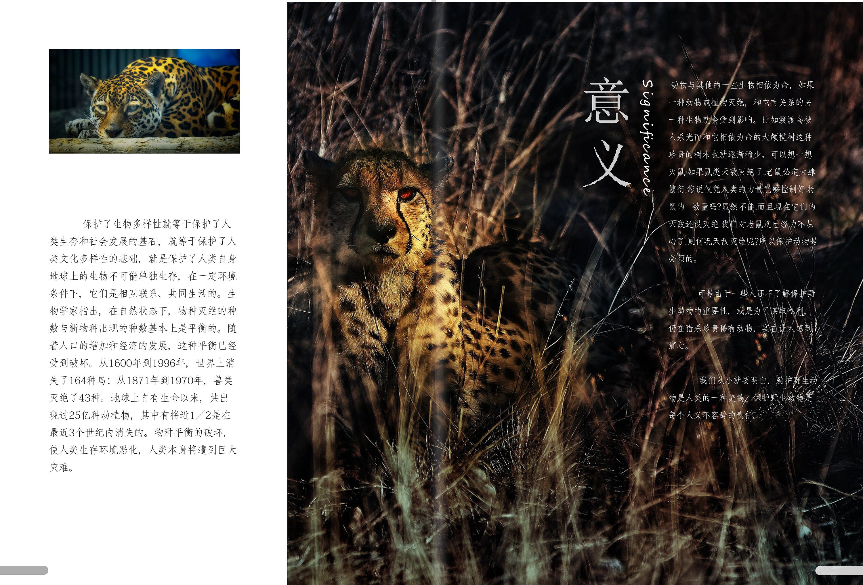 保护野生动物公益宣传画册