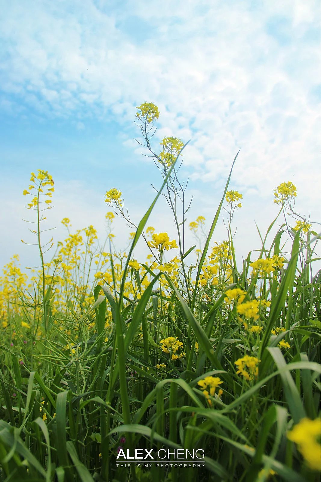 上海奉贤庄行油菜花/花开时节