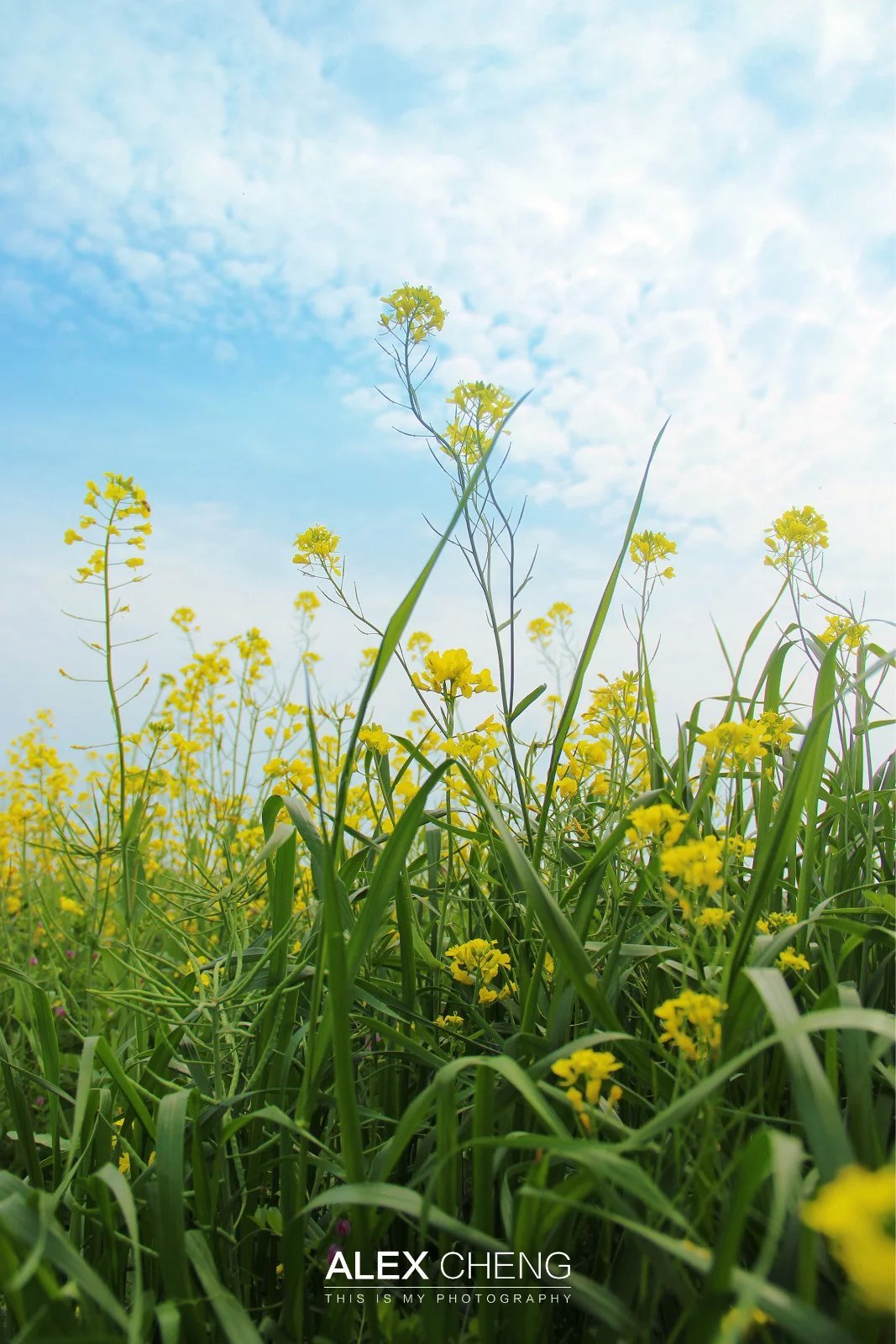 油菜花冬季开花吗