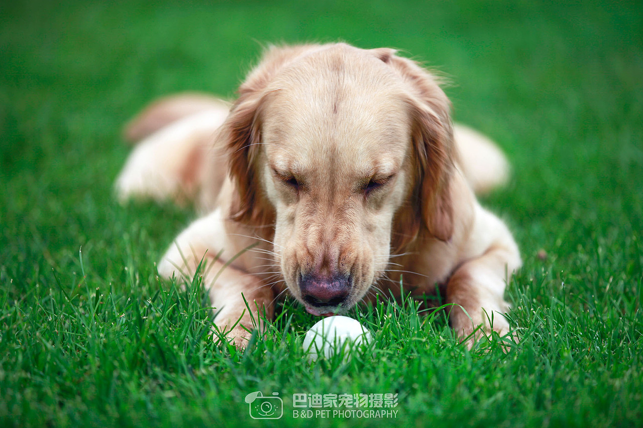巴迪家宠物摄影,拍摄样片2