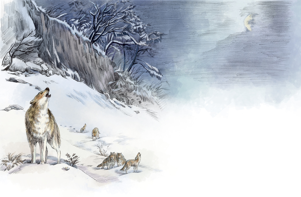 《狼王梦》 插画_八一bayiii-站酷zcool