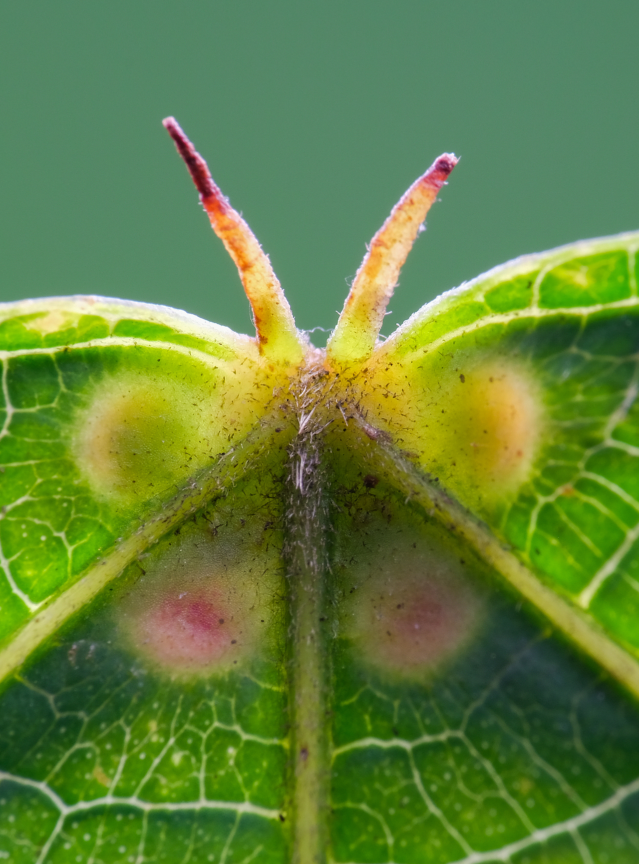植物叶子,像一个小蝴蝶