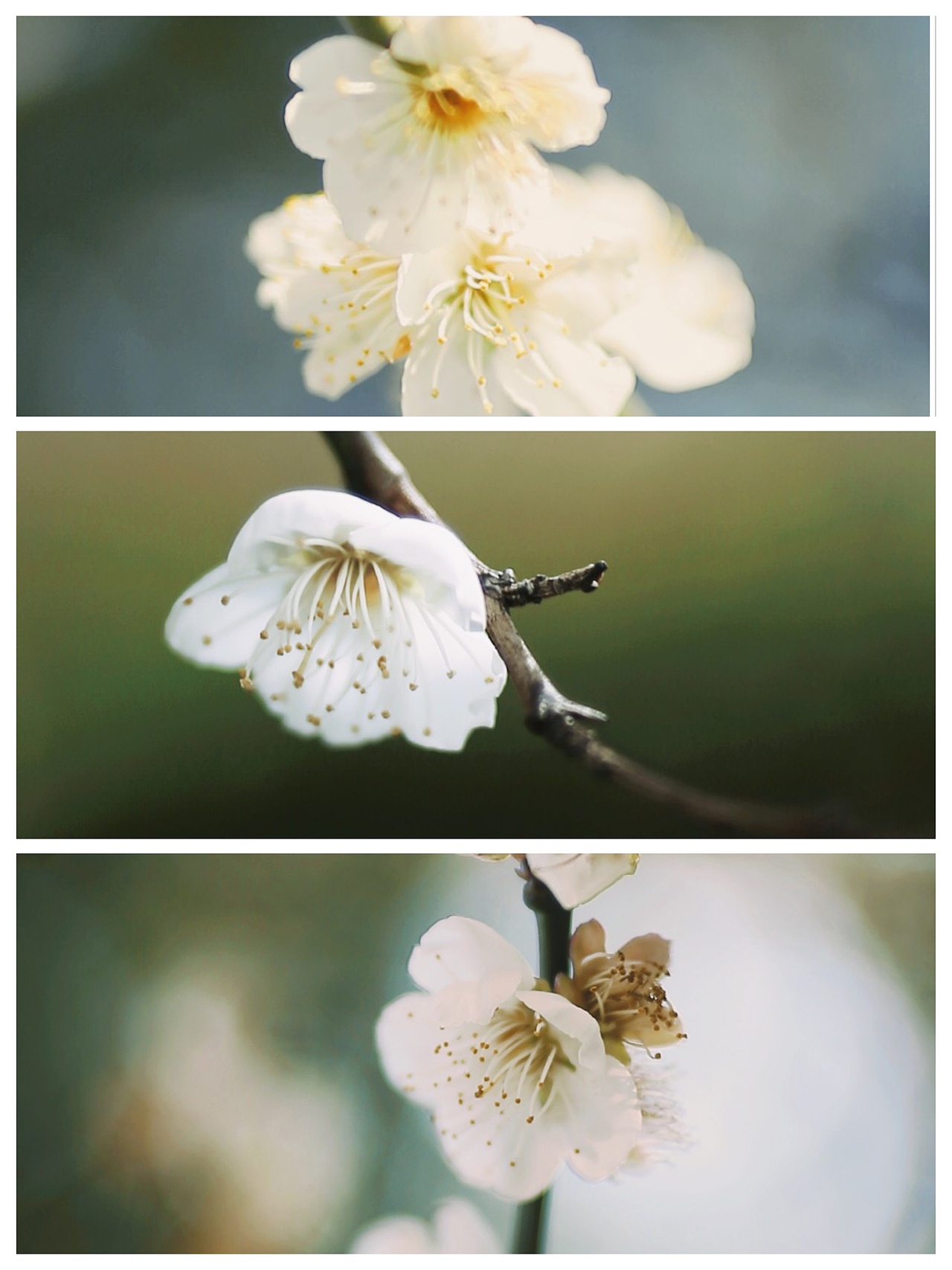 早春的痕跡??（圖ZMjQzOTg0NDI4） - 風(fēng)光攝影 - 站酷設(shè)計(jì)師Z自由女神原創(chuàng)素材 - 站酷ZCOOL