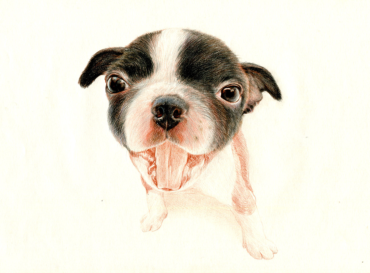 彩铅狗狗——波士顿梗犬（图ZMzU5NDk2MzY=） - 绘画 - 站酷设计师箐莜菲菲原创素材 - 站酷ZCOOL