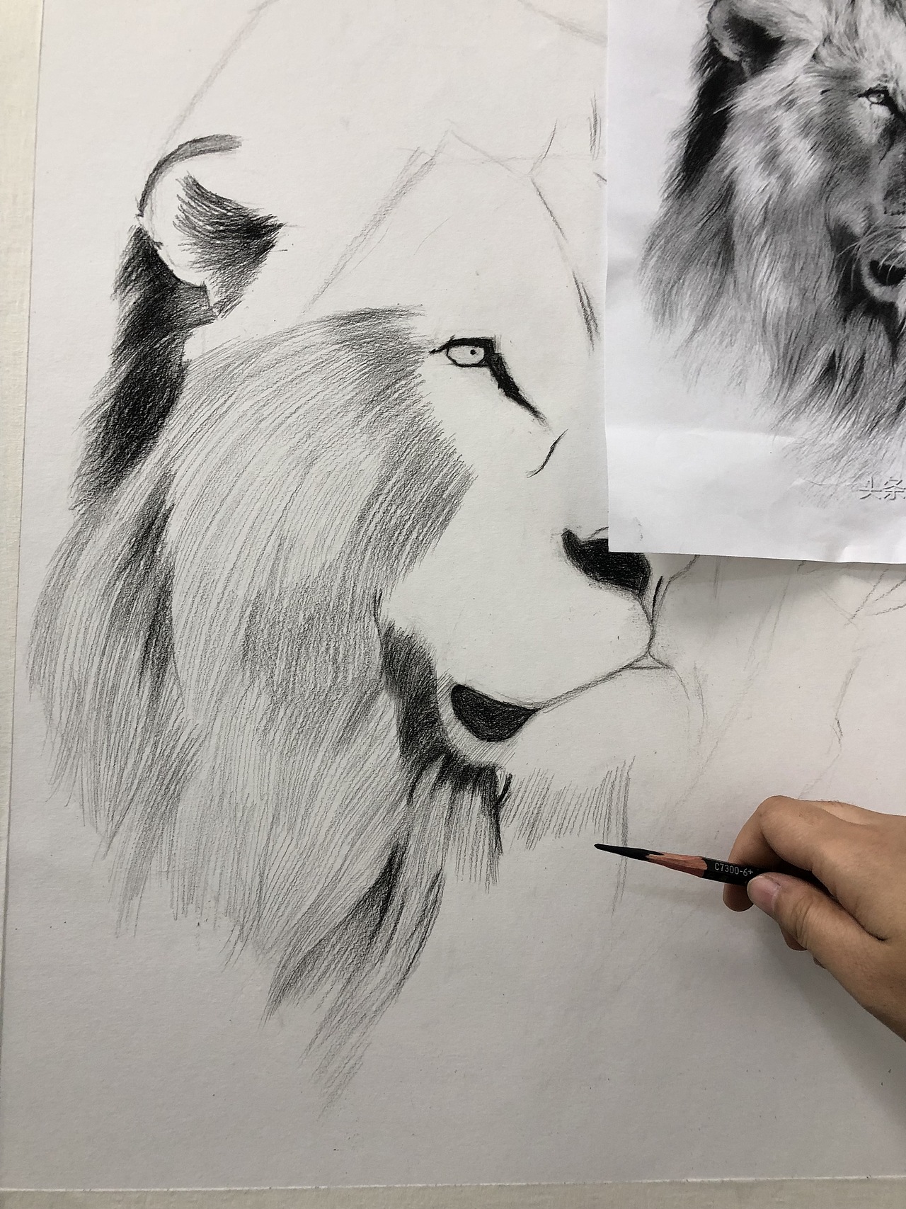 素描臨摹獅子???（圖ZMjYyNDcyMDky） - 繪畫 - 站酷設(shè)計(jì)師辰悅Wendy原創(chuàng)素材 - 站酷ZCOOL