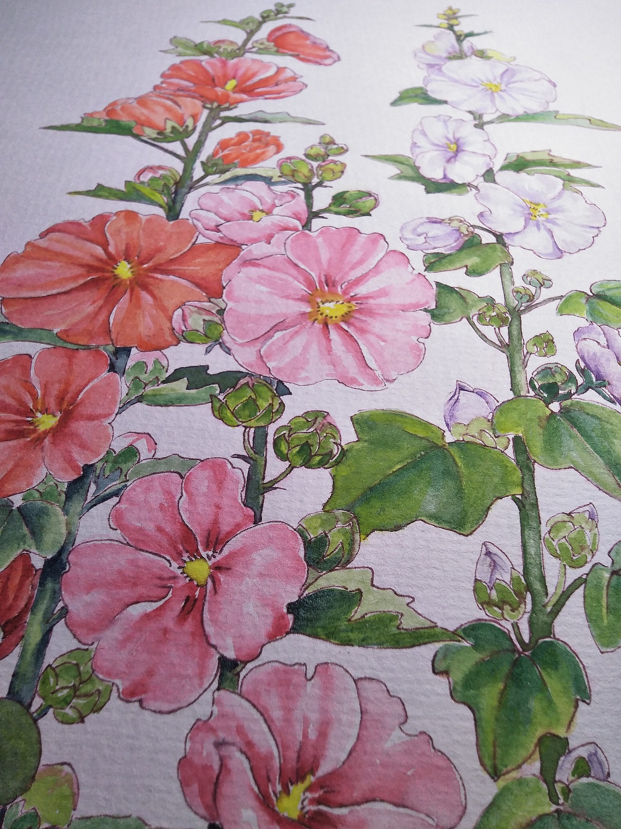 二十四节气花卉插画