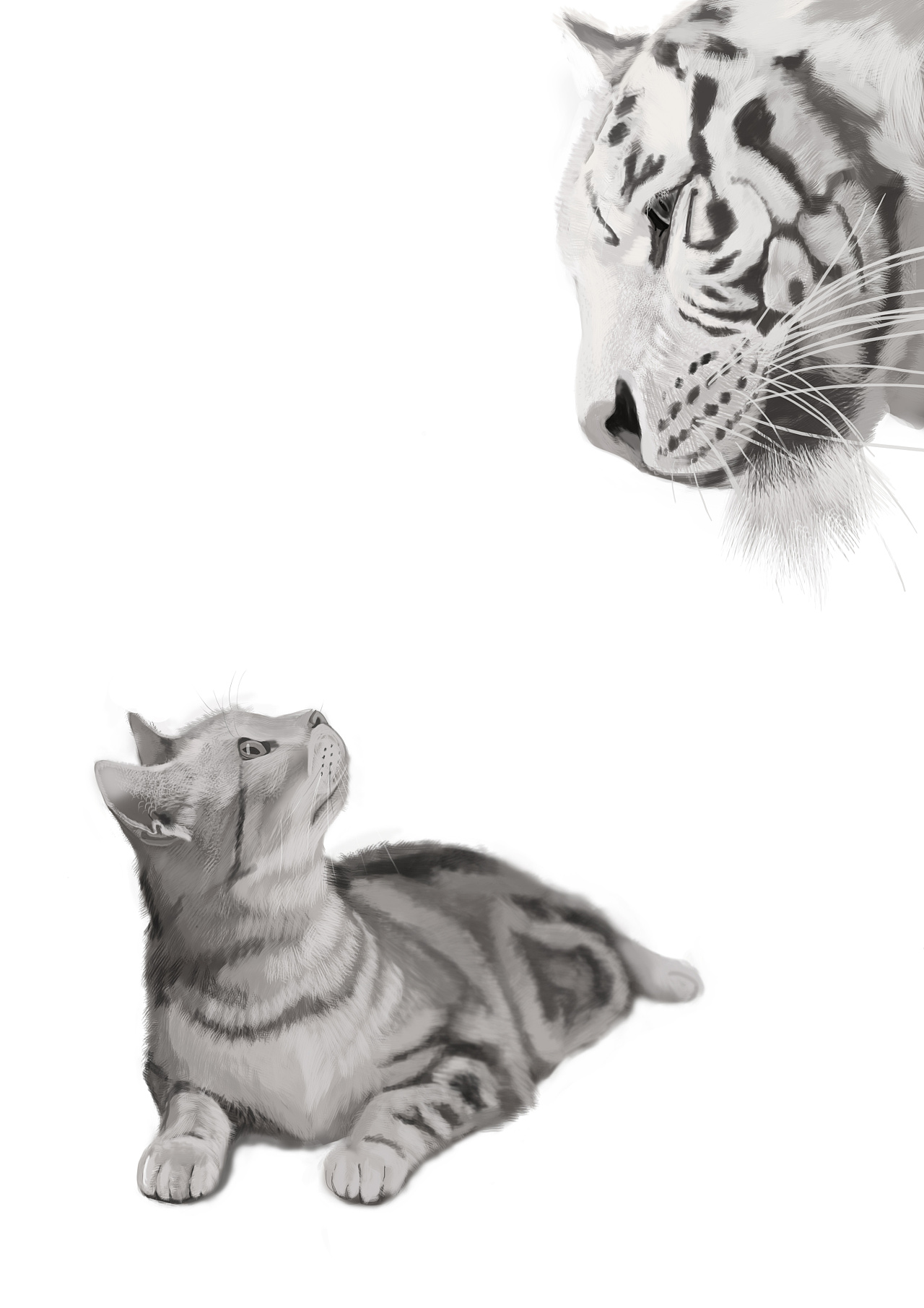 猫老虎倒影图片含义-图库-五毛网