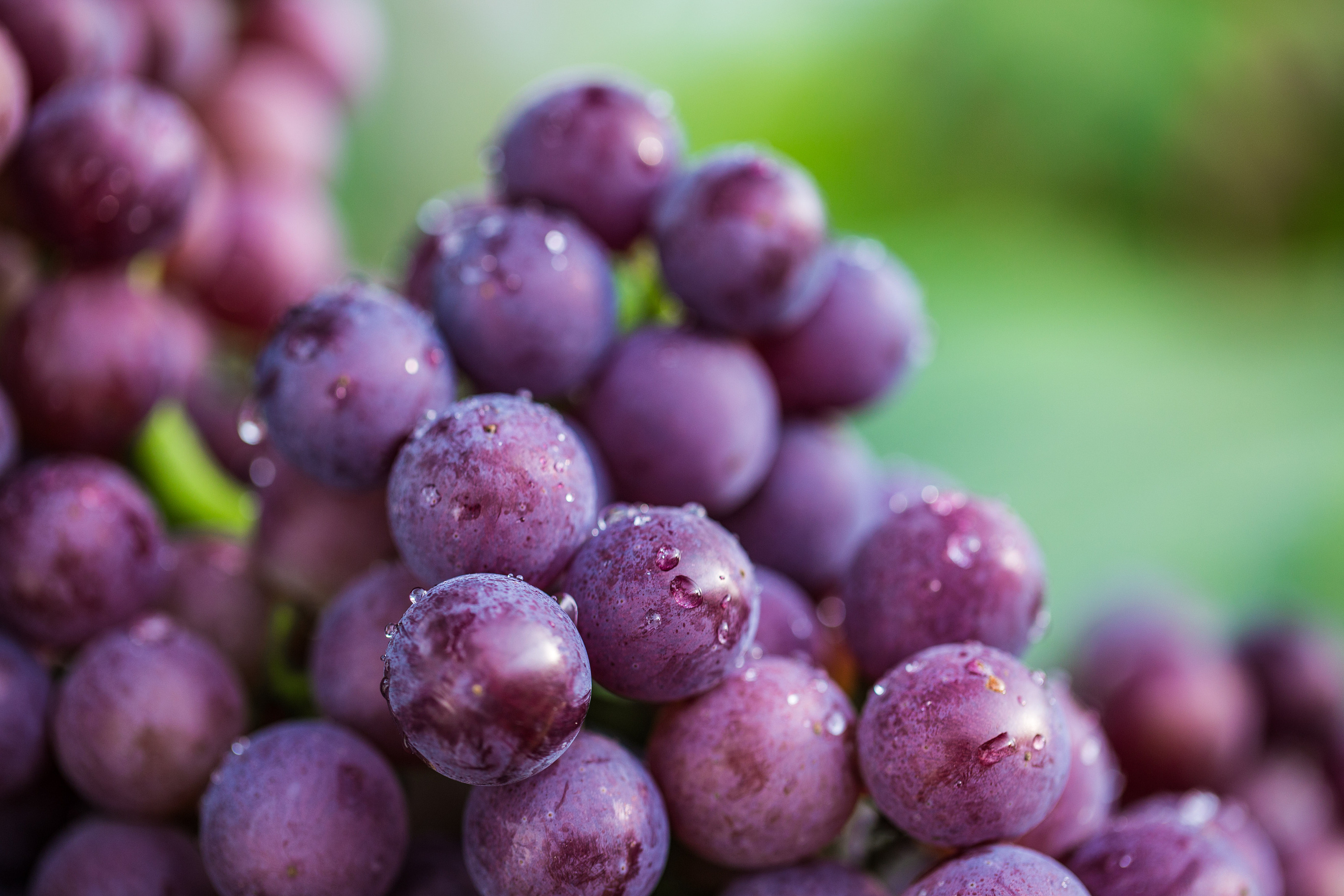 葡萄|摄影|静物|天字第一号摄影师 - 原创作品 - 站酷 (zcool)