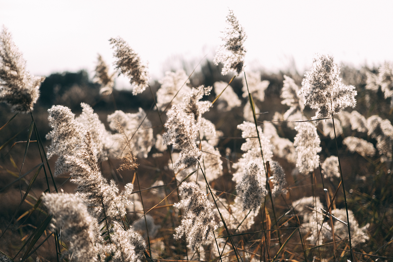 邂逅郊外的野草地（图ZMjgyMzM5MzM2） - 风光摄影 - 站酷设计师糖糖的早茶原创素材 - 站酷ZCOOL