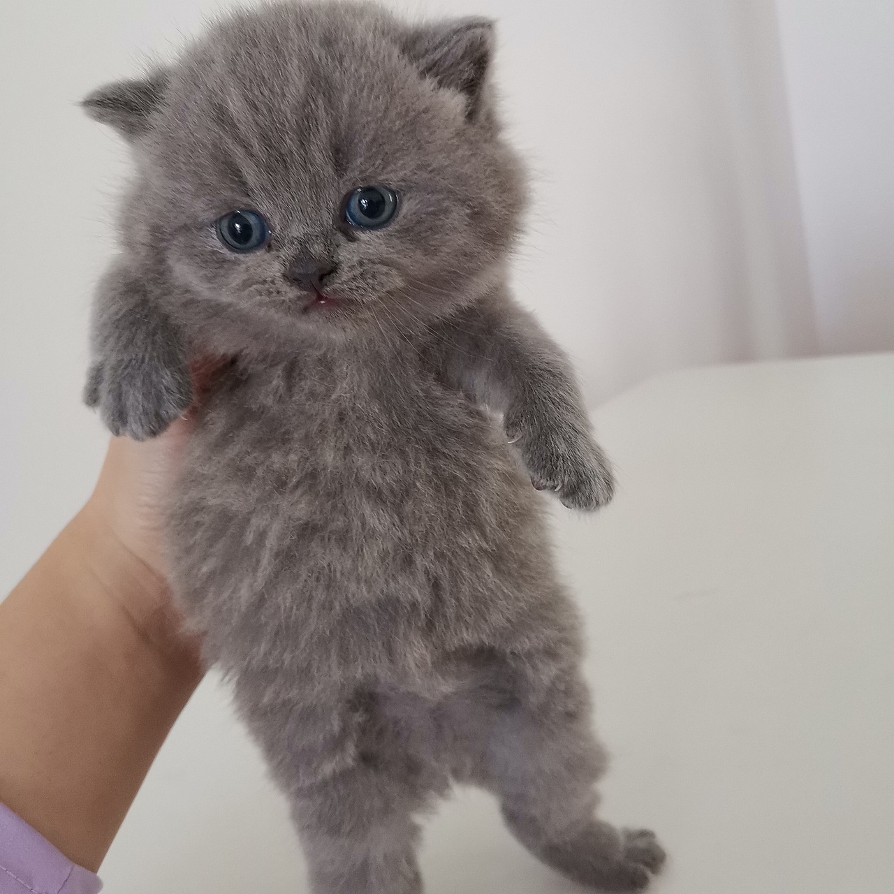 沐米猫舍103英短纯蓝性别公颜色浅英国短毛猫