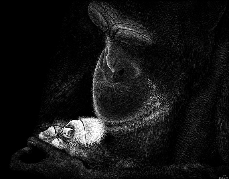 OY手绘:来自猩猩的你