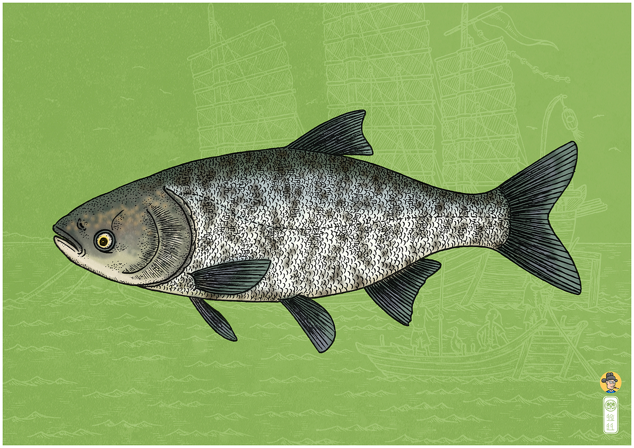 生物绘本图鉴——水产市场常见的淡水鱼