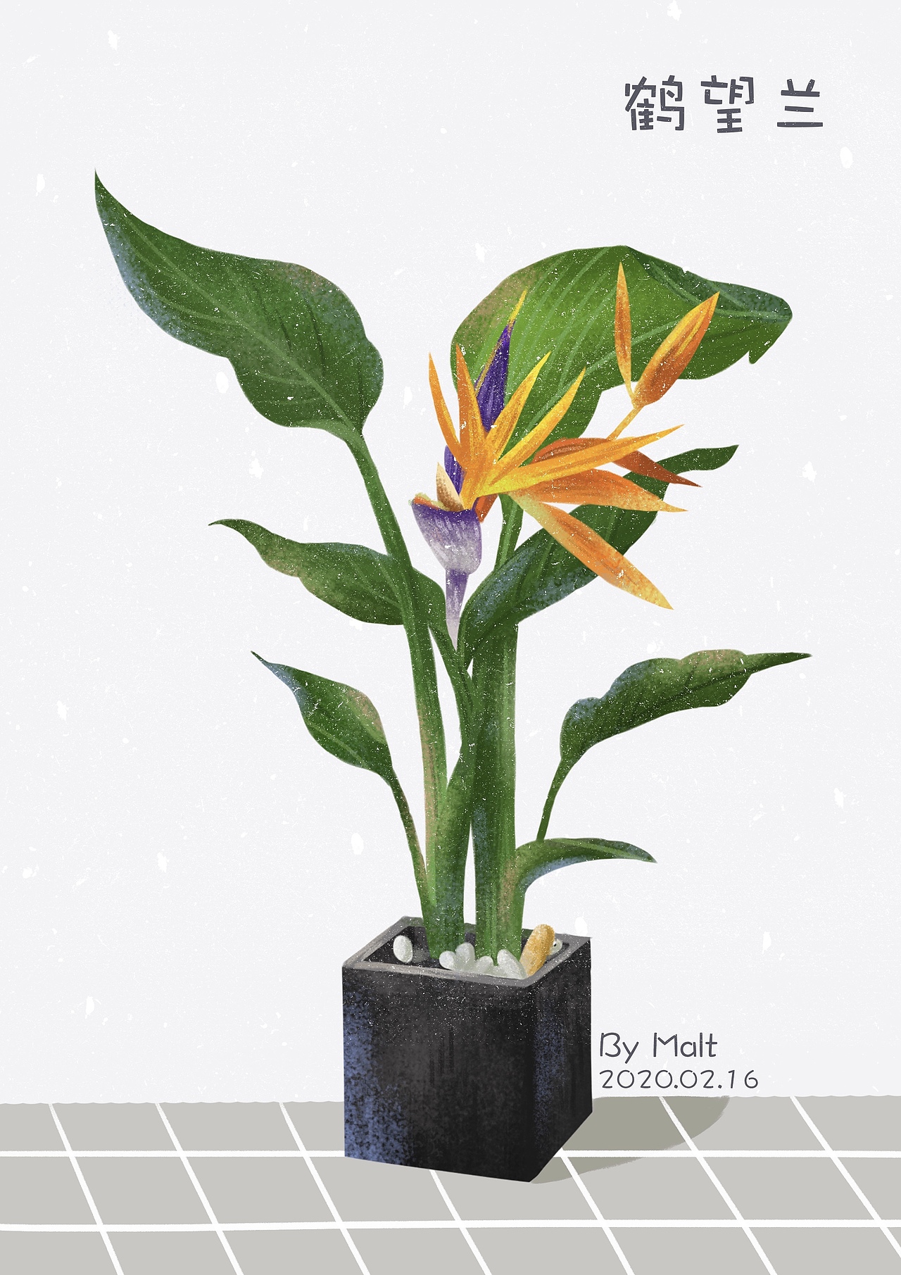 两张插画 | 植物97|插画|创作习作|malt麦芽_原创作品-站酷zcool