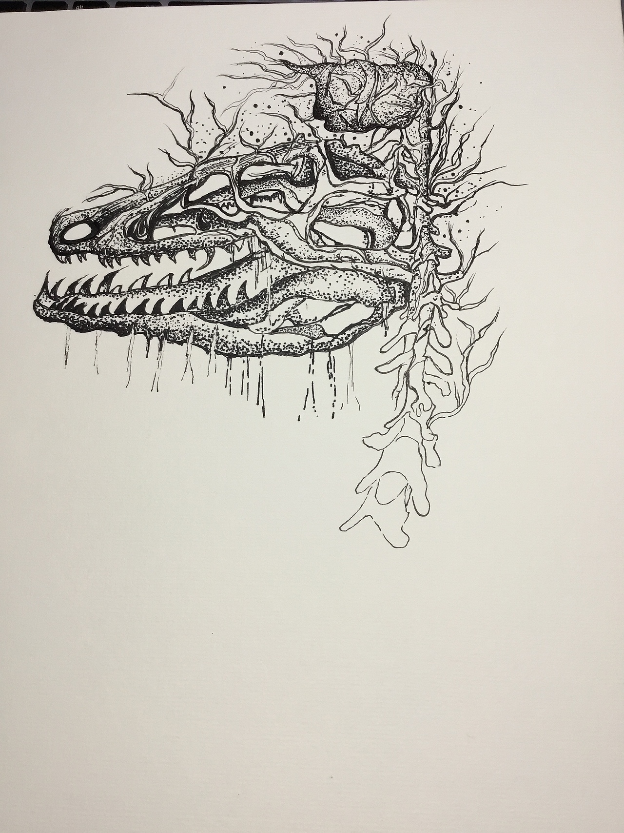 黑白手绘插画日常练习：头骨分离（图ZMTc1NTYyNzY4） - 创作习作 - 站酷设计师Panda刘原创素材 - 站酷ZCOOL