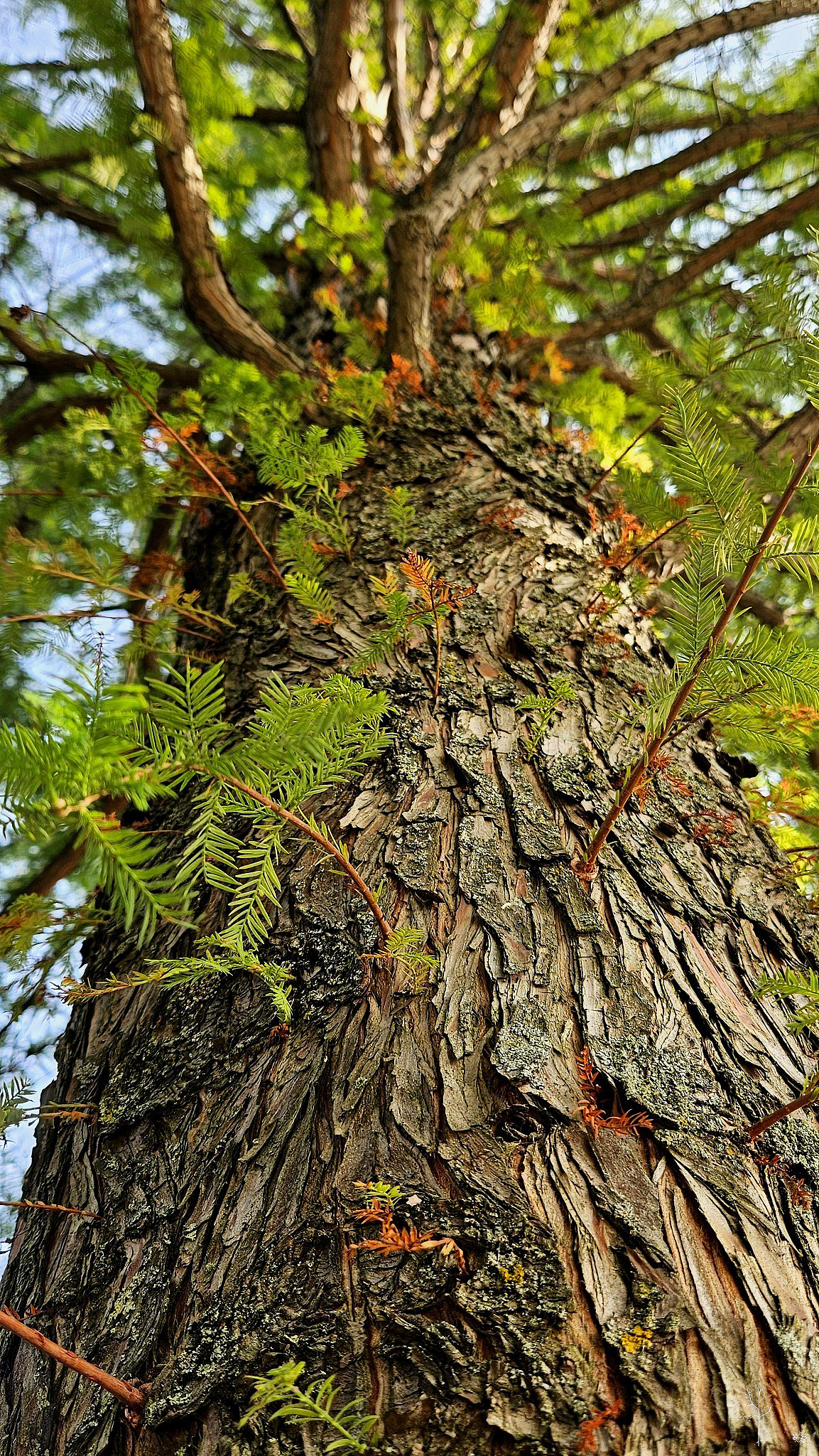 一夜知秋,一夜寒凉,一帘风劲,一瞬草黄。
