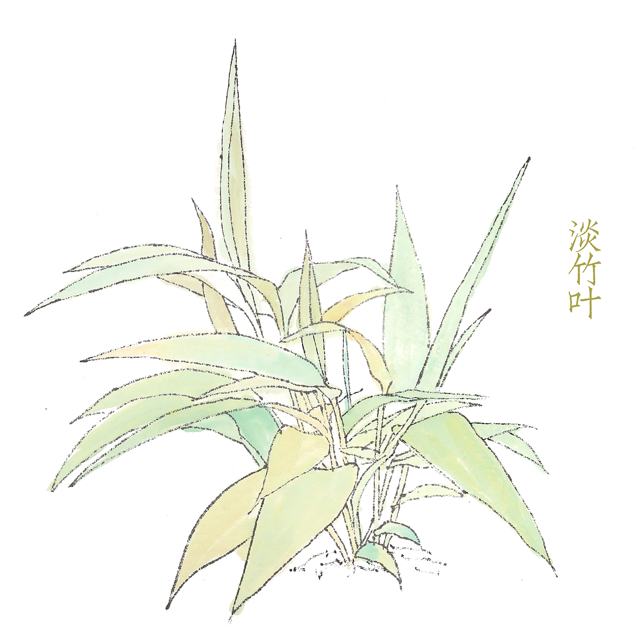 草本植物绘画