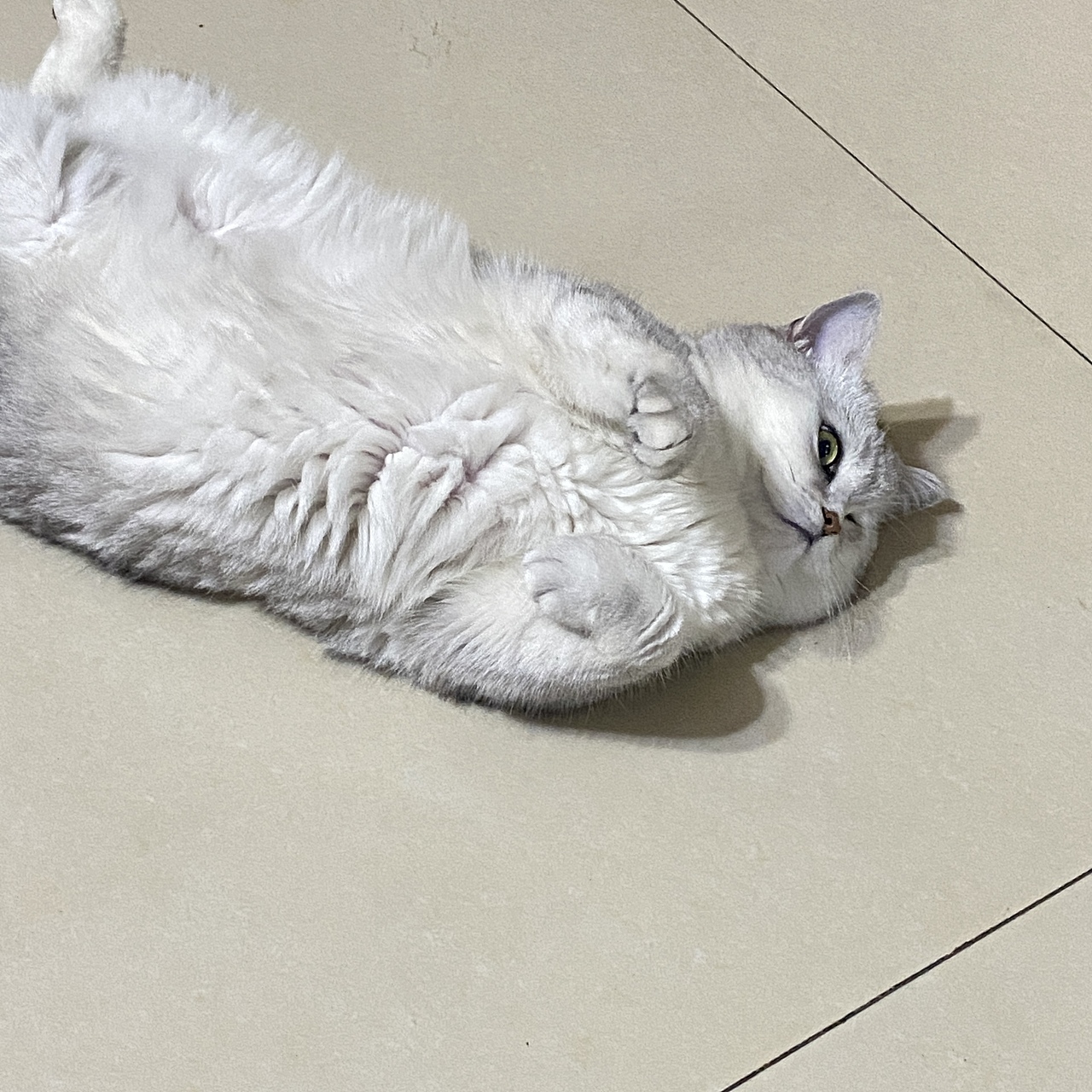 做一只慵懒的小猫咪吧（图ZMzA1NTU5Mzg4） - 宠物摄影 - 站酷设计师Z100751036原创素材 - 站酷ZCOOL