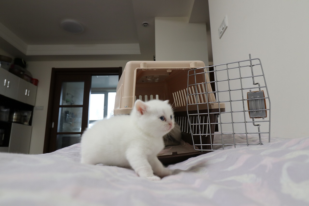 猫 161-英短-纯白-母-五粉-头无灰色毛-23-405g（图ZMjA4NjA3MTY0） - 宠物摄影 - 站酷设计师沐米猫舍原创素材 - 站酷ZCOOL