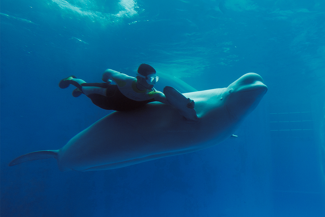 白鲸之恋（图ZMTA4NzQ0ODY4） - 宠物摄影 - 站酷设计师摄魂逐影原创素材 - 站酷ZCOOL