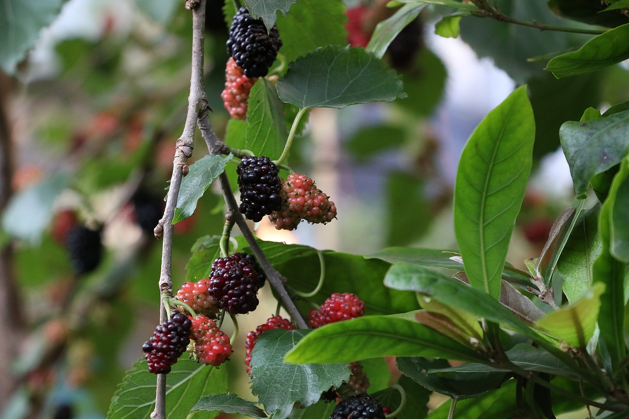 清明时节雨纷纷