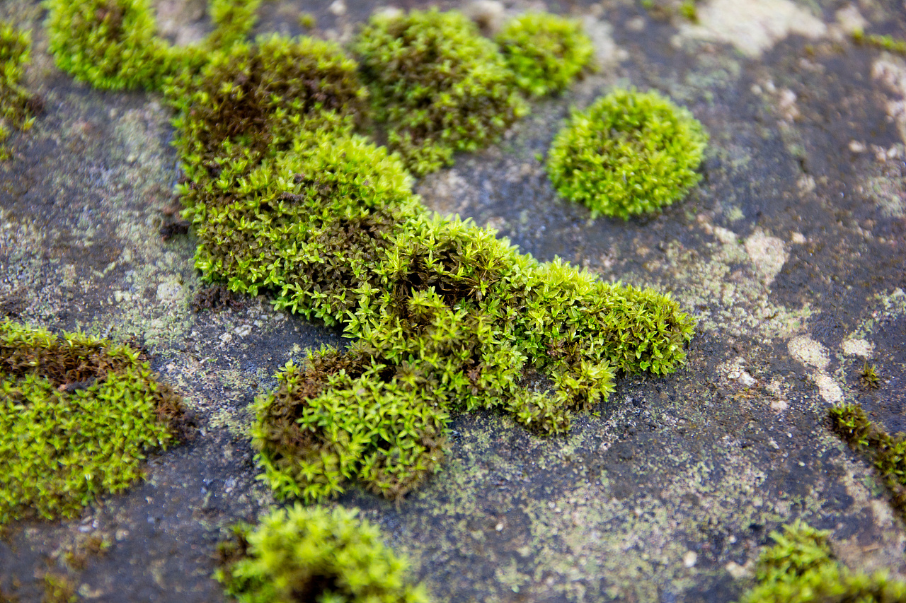 屋顶上一行行的苔藓|摄影|生态|依米EMI - 原创作品 - 站酷 (ZCOOL)