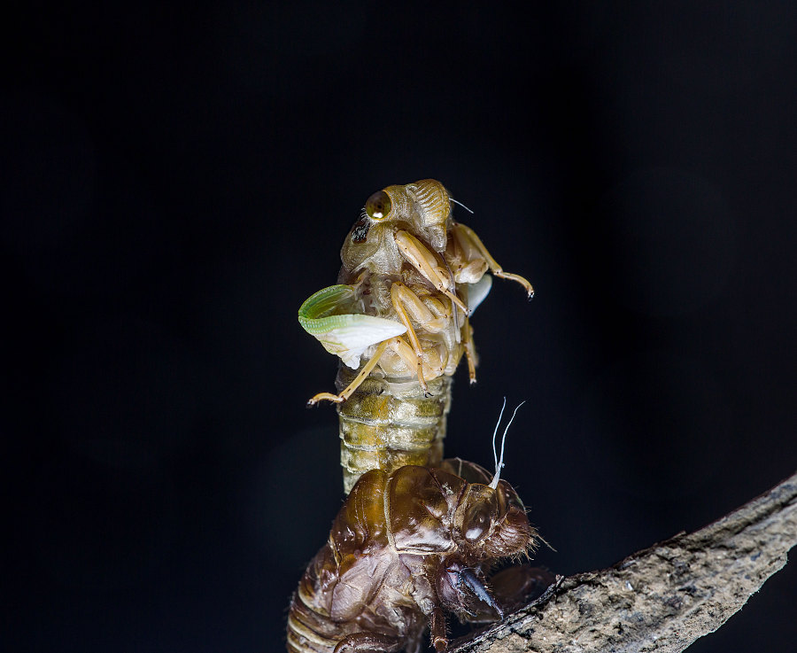 分享醉鱼老师拍摄微距创作《蝉》
