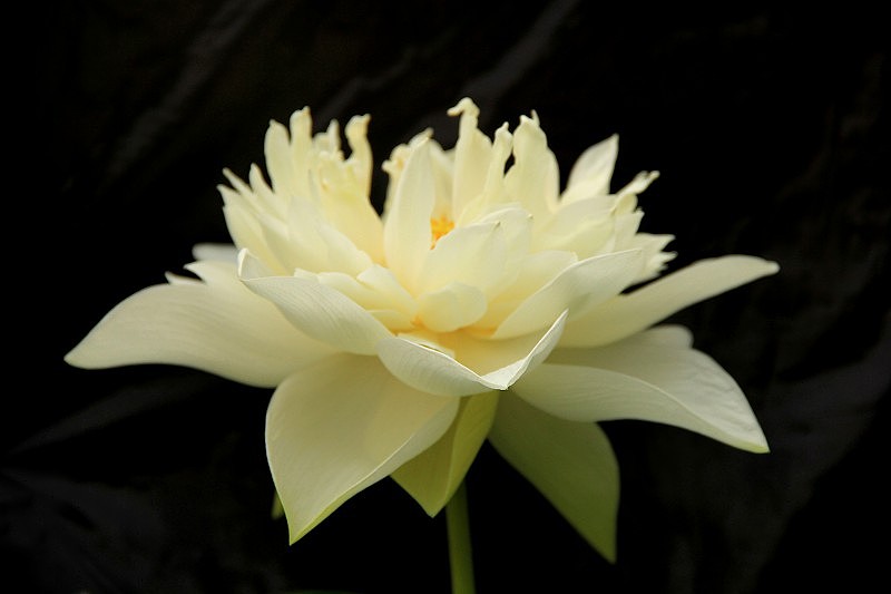 单反の莲花世界（图ZMTMwOTEwNTY=） - 风光摄影 - 站酷设计师小屁颠原创素材 - 站酷ZCOOL