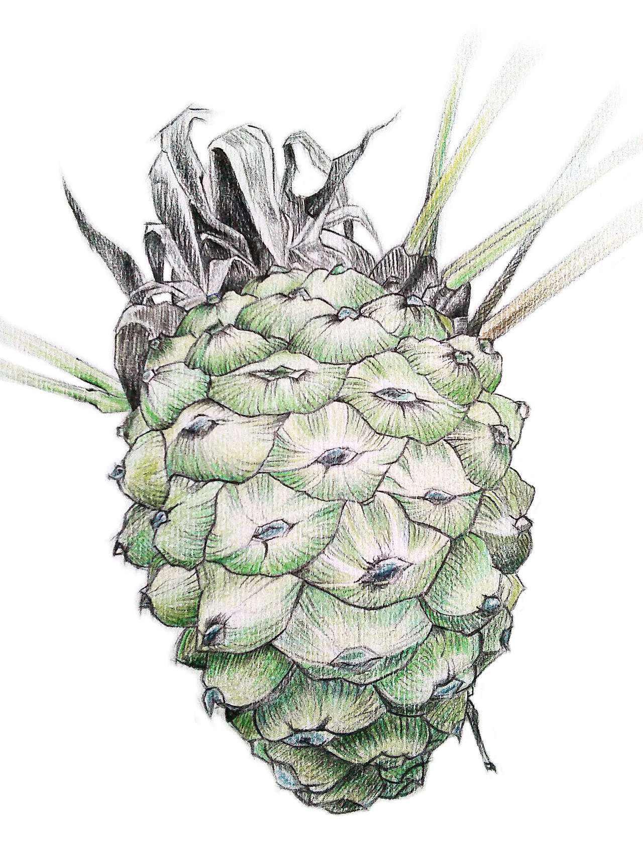 近两个月彩铅画汇总（图ZMzU1NjIwMTI=） - 绘画 - 站酷设计师李家麦兜兜原创素材 - 站酷ZCOOL