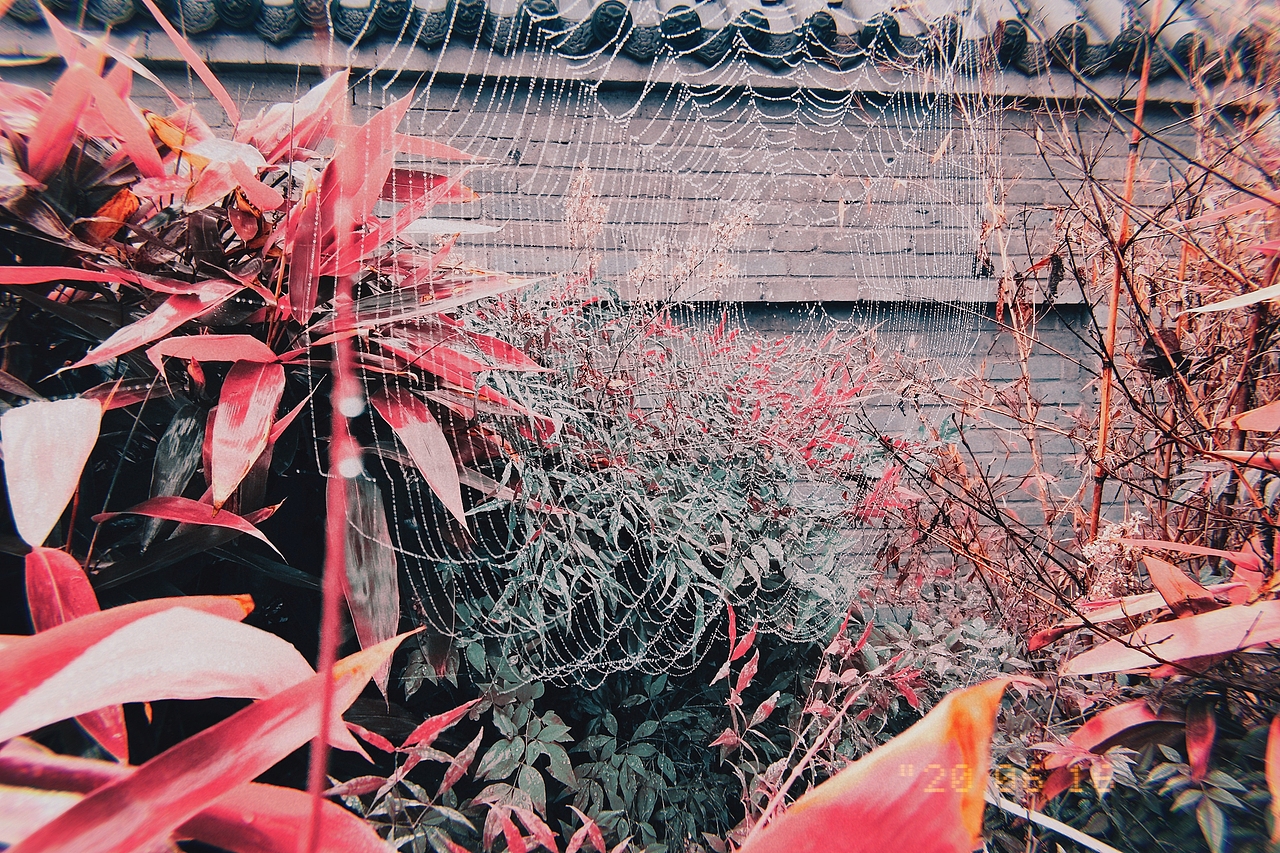 却是蜘蛛遭积雨,经纶家计趁新晴。