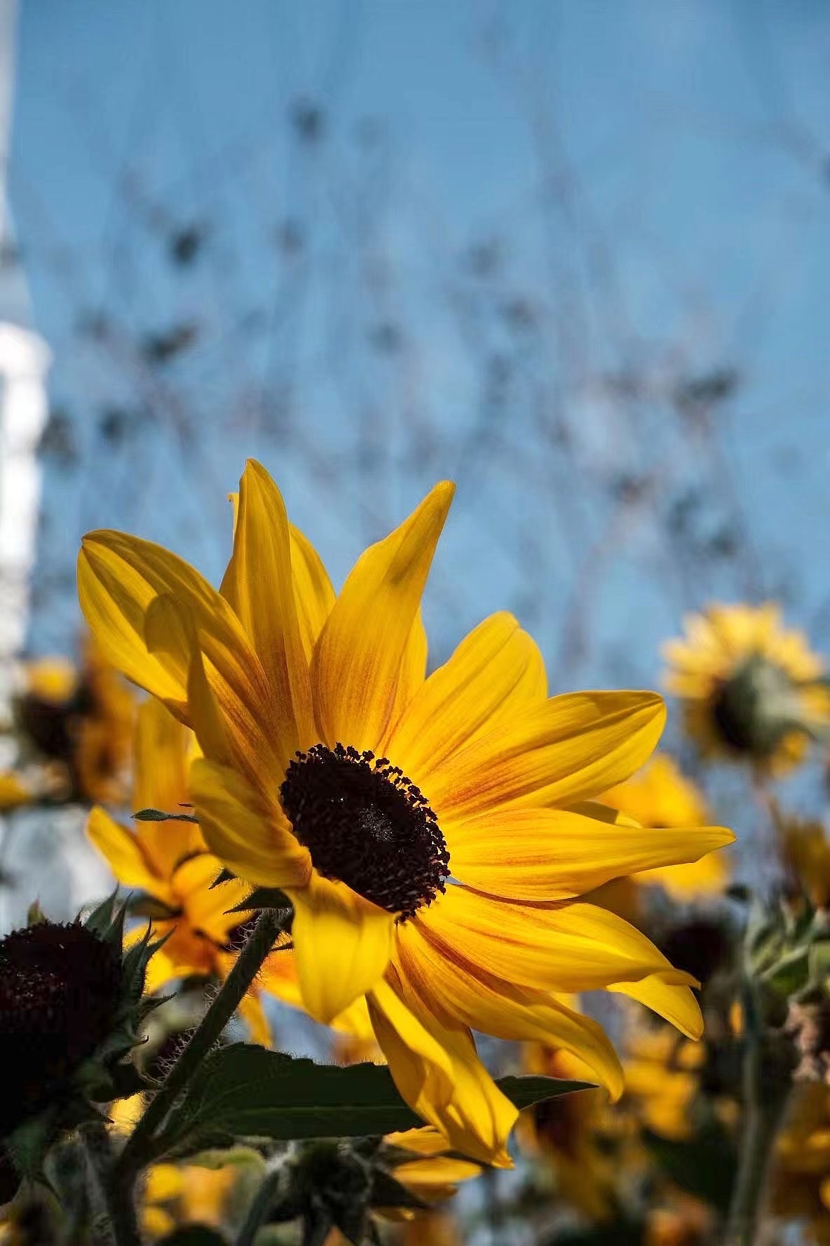 【摄影】上海扫街-向日葵（图ZMjkyMTIyNTM2） - 风光摄影 - 站酷设计师孙老莹原创素材 - 站酷ZCOOL