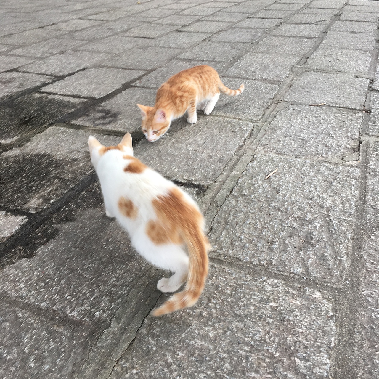 有趣的美好的一瞬间—手机摄影