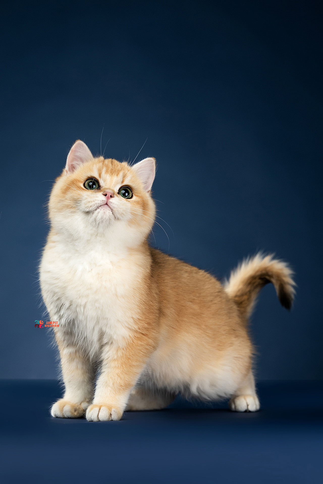 宠物摄影｜猫咪拍摄（图ZMjk4NTI1OTEy） - 宠物摄影 - 站酷设计师聚格宠物原创素材 - 站酷ZCOOL