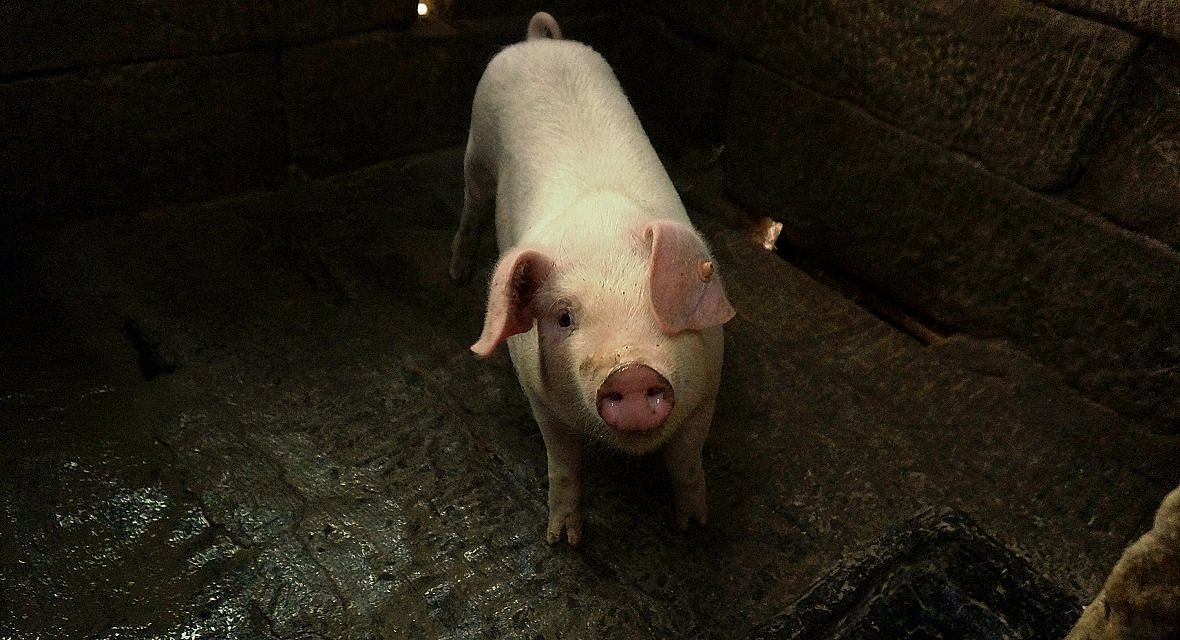 忘了,还有隔壁的二师兄,好萌~