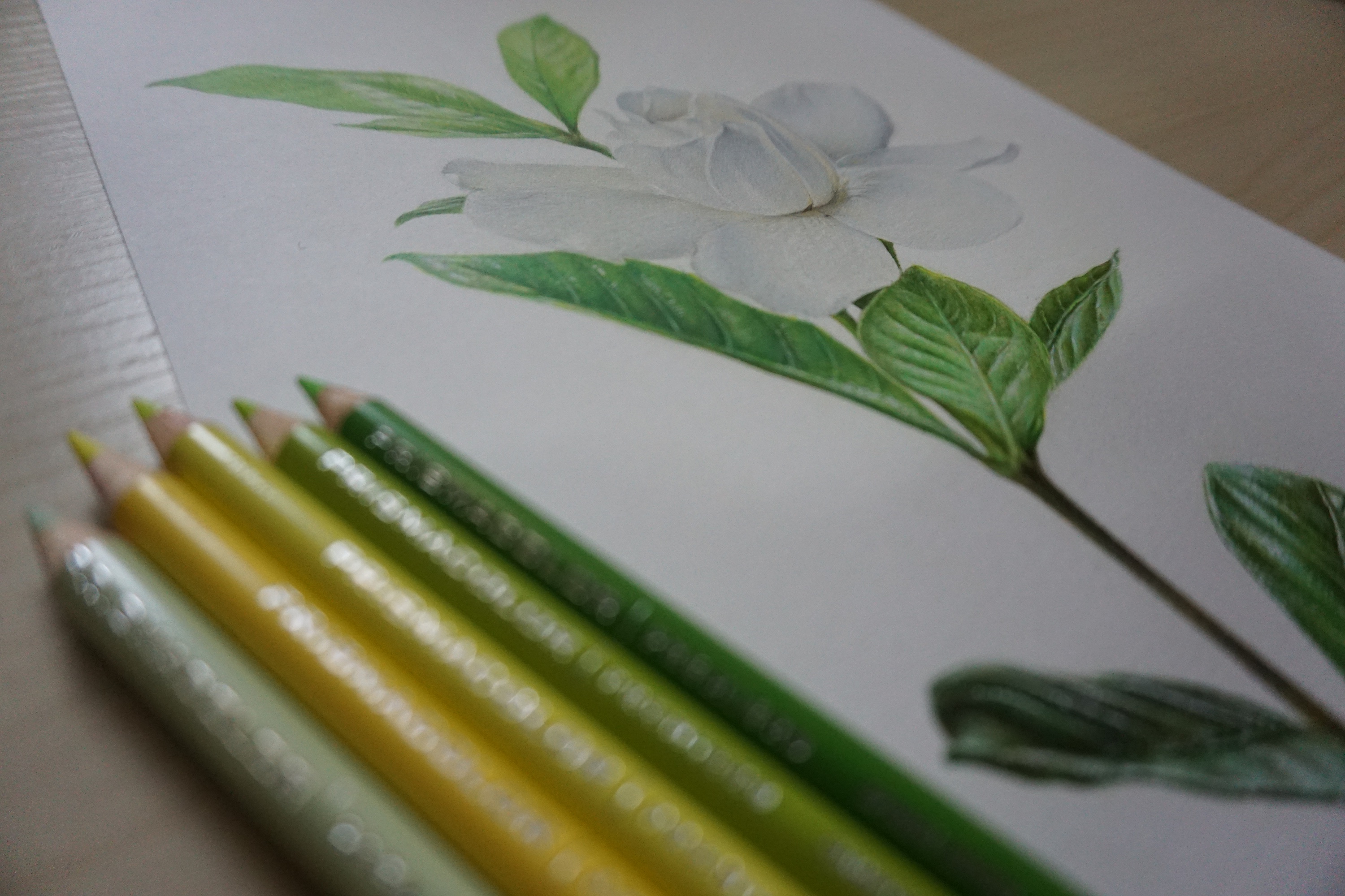 zsxin彩铅手绘栀子花开