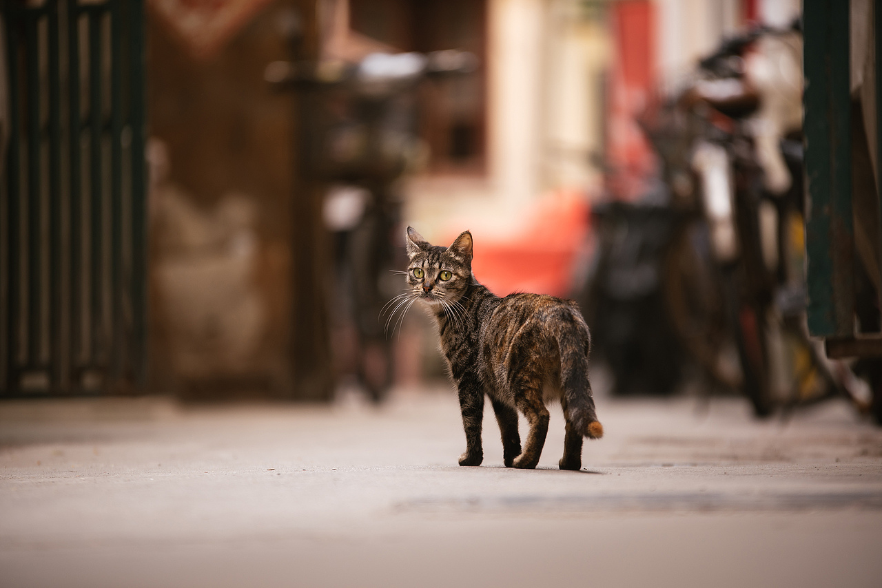 Farewell 2018【克查原创作品30】（图ZMTQwMTY0NTI0） - 宠物摄影 - 站酷设计师克查原创素材 - 站酷ZCOOL