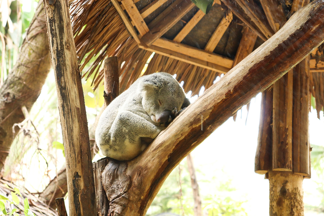 动物拍摄-广州长隆（图ZMjUxNjI3MjI4） - 风光摄影 - 站酷设计师D邓婕原创素材 - 站酷ZCOOL